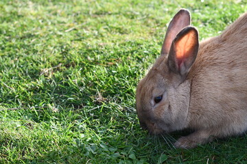 Tan colored rabbit sniffing the ground.
