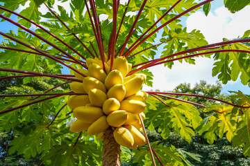 Big ripening yellow papaya fruits papayas on the tree with big green leaf with red stems petioles