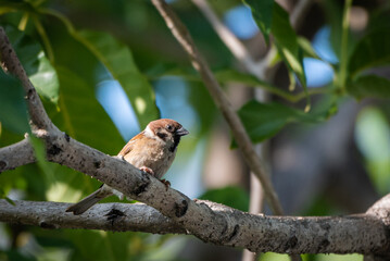 Bird perched on branch, The Eurasian tree sparrow, Passer montanus is a passerine bird in the sparrow family with a rich chestnut crown and nape, and a black patch on each pure white cheek. 