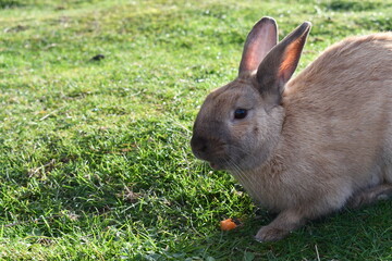 Hungry rabbit eats carrot.