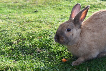 Fluffy bunny snacking on carrot.