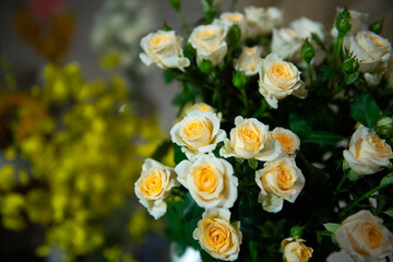Obraz na płótnie Canvas 白いバラと黄色