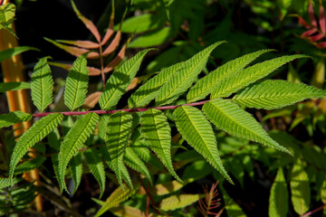 Sorbaria sorbifolia, the false spiraea or false goat's beard, sorb-leaved schizonotus, Ural false spirea in the garden.