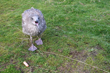 Picky seagull does not like carrots.