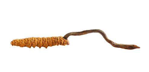 Cordyceps sinensis or Ophiocordyceps sinensis isolated on white background with clipping path, mushroom herb treatment medicine.