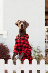 Pet portrait of cute Great Dane dog wearing Christmas sweatshirt standing on fence in front of...