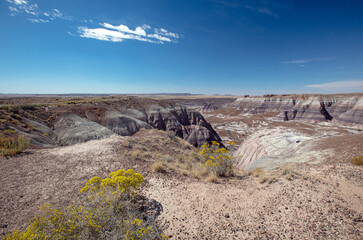 Yellow wildflowers at canyons edge in the Petrified Forest National Park in Arizona United States