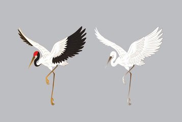 bird illustration for book drawing page