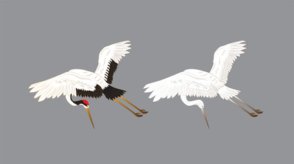 bird illustration for book drawing page