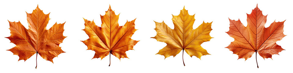 Naklejka na ściany i meble Maple Autumn Leaf with Tape Hyperrealistic Highly Detailed Isolated On Transparent Background Png File