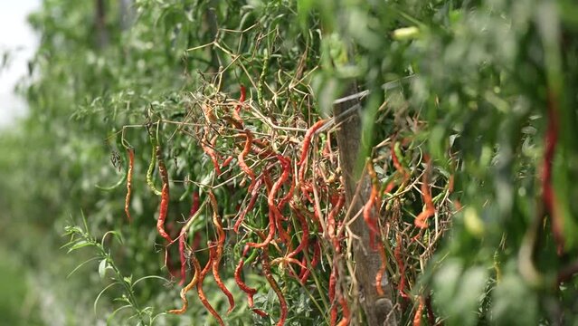 some of the mature chili trees had withered