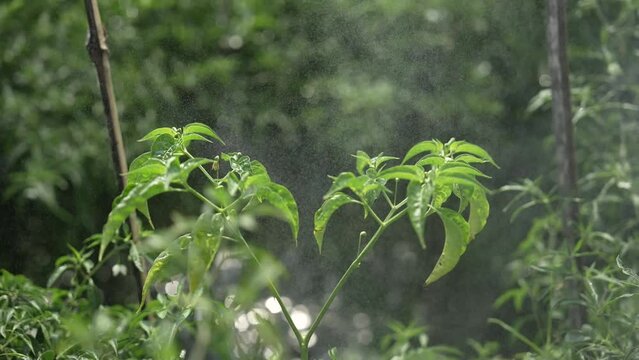 leaves sprayed with pesticides. chili tree leaves are being sprayed