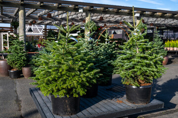 Live Christmas trees for sale, Turkish Fir tree in an outdoor tree lot on a sunny winter day
