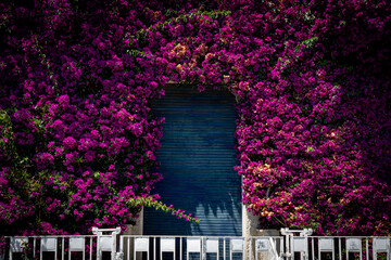 Bougainvillea purple plants with blooming flowers covering wall of a building