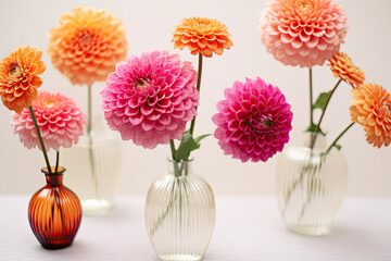 Pink and orange dahlias in vases on white background , colorful flower