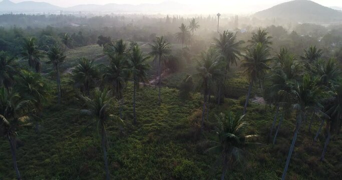Aerial view silhouette morning sunrise coconut palm tree forest with fog nature landscape