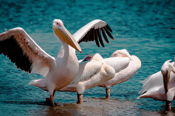Pelicans - At Lake Nakuru, Kenya. Endangered Species - Captured this picture during Game Drive