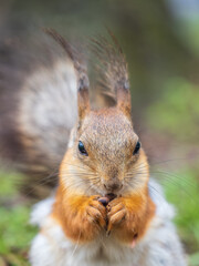 Squirrel eats a nut while sitting in green grass. Eurasian red squirrel, Sciurus vulgaris