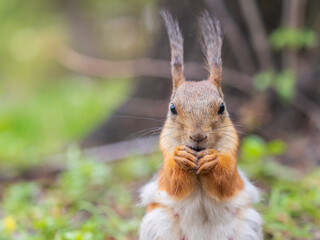 Squirrel eats a nut while sitting in green grass. Eurasian red squirrel, Sciurus vulgaris