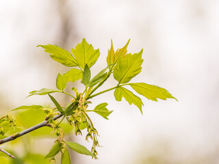 Fresh maple leaves with flowers and seeds