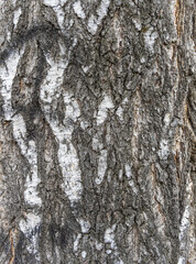 The texture of the birch bark.