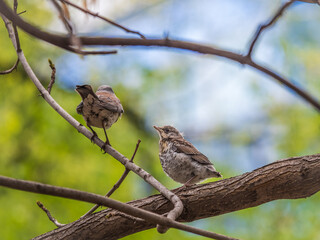 A fieldfare chick, Turdus pilaris, has left the nest and is sitting on a branch. A chick of...