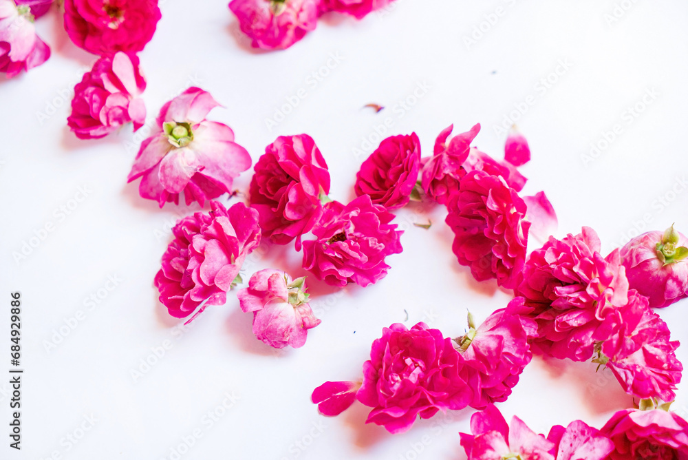 Wall mural fresh roses on the white background