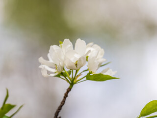 White blossoming apple trees. White apple tree flowers
