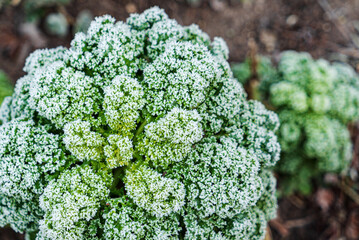 frosted kale cabbage in the garden