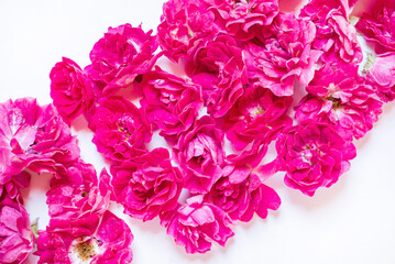 fresh roses on the white background