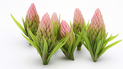 Obraz premium tulip isolated on white HD 8K wallpaper Stock Photographic Image 