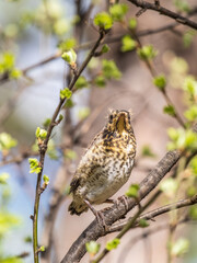 A fieldfare chick, Turdus pilaris, has left the nest and is sitting on a branch. A chick of fieldfare sitting and waiting for a parent on a branch.