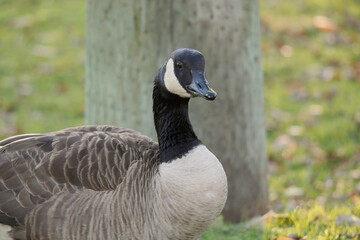 A Canadian goose walking on grass during a fall season close to Jericho Beach in Vancouver, British Columbia, Canada