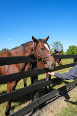 Thoroughbred horse eating carrots out of hand