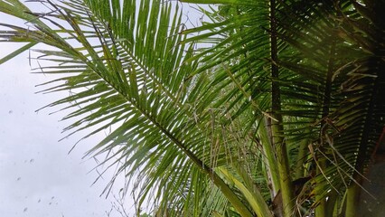 Tropical rain, typhoon wind, water drops on a palm tree
