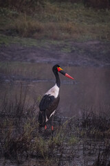 Saddle Billed Stork in the wild