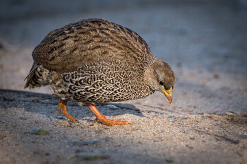Natal Spurfowl on the road