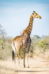 giraffe in the savannah