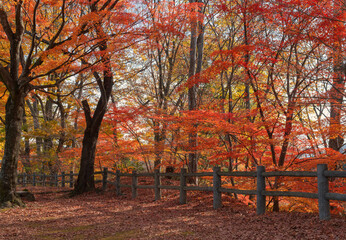 紅葉と落ち葉の絨毯