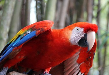 Closeup of a beautiful and playful Scarlet macaw parrot