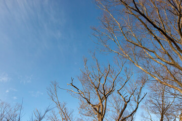 Fototapeta na wymiar 落葉した冬の木々