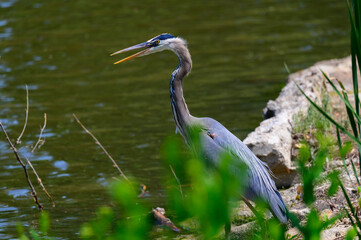 A Great Blue Heron sits on a bank of a river at Harrisonville Park, in Harrisonville, Missouri.