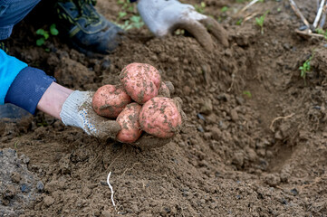 Digging potatoes. Cutting potatoes off the ground