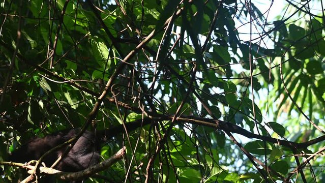Seen moving to the left in the thick of the forest, Robinson's Banded Langur Presbytis robinsoni, Thailand