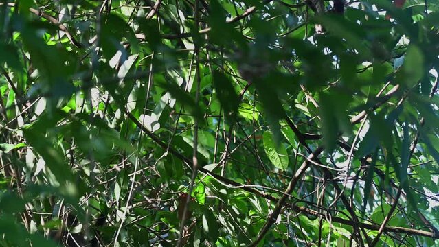 Sitting on a vine then suddenly jumps into the thickness of the forest to hide from people, Robinson's Banded Langur Presbytis robinsoni, Thailand