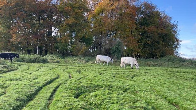 cinematic video of a group of large and big milk cows walking through small crators in the english counrtyside.