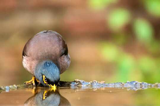 Close-up of common myna bird is drinking water