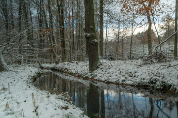 Snow and creek in winter forest