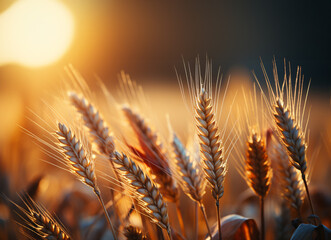 Wheat field Ears of wheat on blurry sunset background