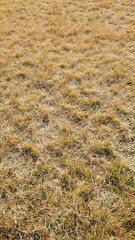 秋の広大な原っぱ・公園／Vast fields and parks in autumn／가을의 광대한 원파・공원
